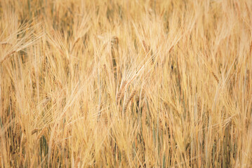 Picturesque ripe golden wheat with spikelets grow in large agricultural field at bright sunlight on nice day extreme close view. Ecology and environment concept