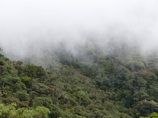 Der Podocarpus-Nationalpark (spanisch: Parque Nacional Podocarpus) ist ein bedeutender Nationalpark im Südosten Ecuadors. Gründung 1982. Fläche 1462,80 km2