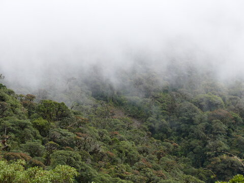 Der Podocarpus-Nationalpark (spanisch: Parque Nacional Podocarpus) ist ein bedeutender Nationalpark im S&uuml;dosten Ecuadors. Gr&uuml;ndung 1982. Fl&auml;che 1462,80 km2