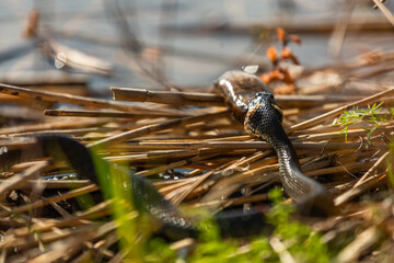 Grass snake on the shore of the lake with a fish in his mouth
