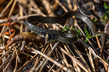 Grass snake on the shore of the lake with a fish in his mouth