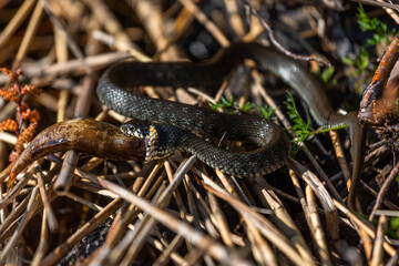 Grass snake on the shore of the lake with a fish in his mouth