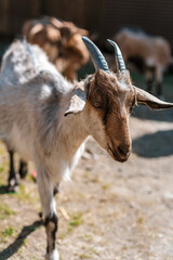 Close up portrait of a funny goat