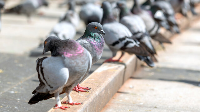 The pigeon (Columbidae) is standing on the floor in the street. Columbidae is a bird family consisting of pigeons and doves. It is the only family in the order Columbiformes. 
