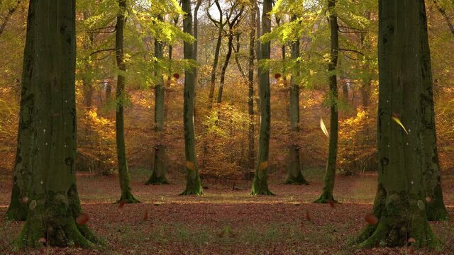 Autumn in deciduous forest. The leaves fall down. Mirroring creates geometry. Forest from Brilon, Sauerland, Germany. Endless loop and sound.