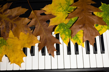 Close-up. Bright autumn maple and oak leaves lie on the black-and-white piano keys..