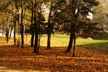 Trees with multicolored leaves in the park. Autumn landscape.	