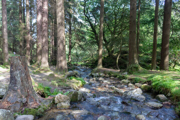 Fototapeta premium Stream in the forest. Ireland 