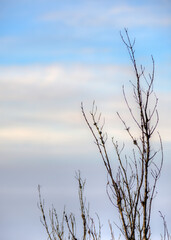 Arbre se découpant dans un ciel hivernal à Ramasse, France