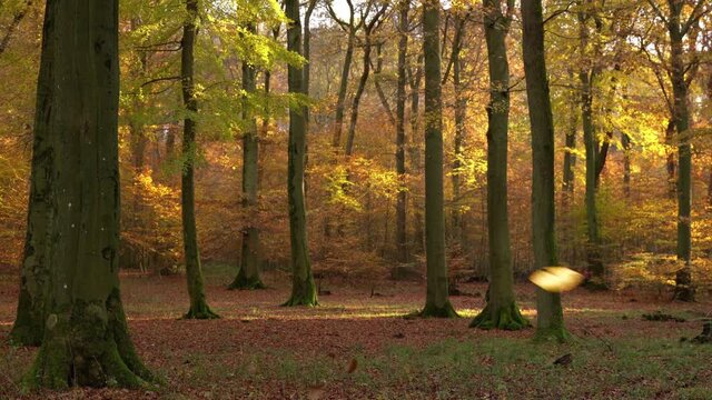 Autumn in deciduous forest. The leaves fall down. Forest from Brilon, Sauerland, Germany. Endless loop.