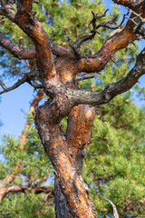  Swamp lake with pine trees in sunny summer day 