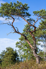  Swamp lake with pine trees in sunny summer day 