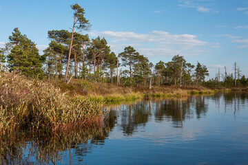  Swamp lake with pine trees in sunny summer day 