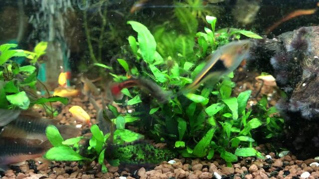 Viele Barden, Fische in einem Aquarium.