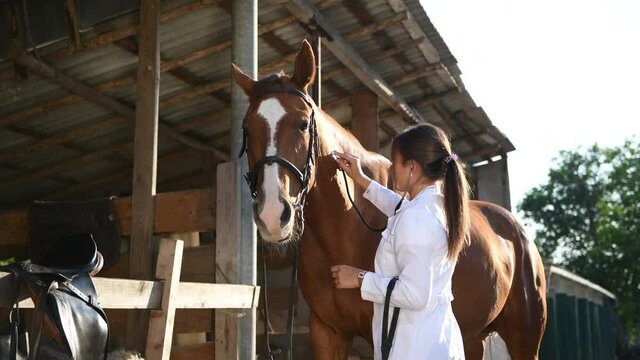 Female vet examining horse by using stethoscope outdoors at the farm at daytime.