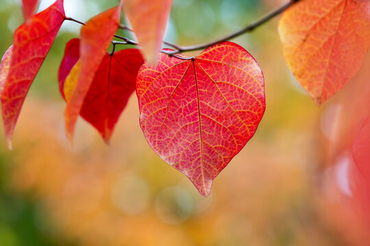 Gew&ouml;hnlicher Judasbaum Cercis siliquastrum Blatt Herz Form Adern rot orange gelb Ast Zweig Baum Herbst Laubf&auml;rbung Symbol Verg&auml;nglichkeit Farbenspiel Natur Rombergpark Deutschland Dortmund Makro Nah