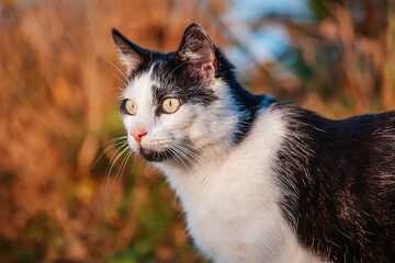 Portrait of a black and white cat