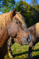 Naklejka premium Kopfportrait eines Pferdes der Rasse Süddeutsches Kaltblut