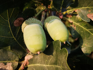 two acorns enjoying the sunet, macrophotography