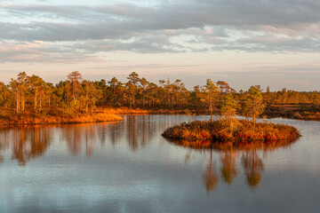  Swamp lake with pine trees in sunny summer day 