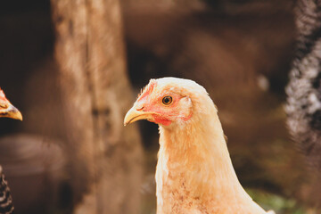 Chicken close-up. Chicken in the barn. Domestic bird. Coop. Agriculture
