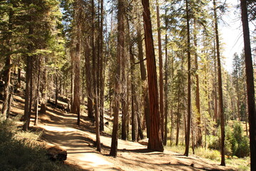 Séquoia de Mariposa Grove, Californie © Valerie