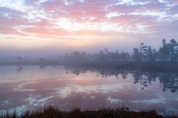 Misty morning in swamp lake