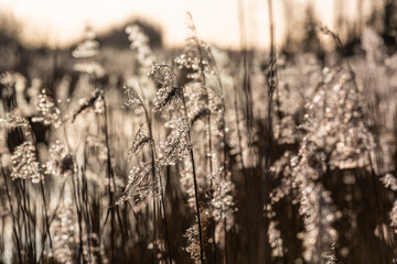 Marsh Labrador and reeds in the sunlite