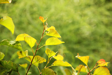 Beautiful nature background. Branch of a tree on a green background. Beautiful blur. Background. Wallpaper