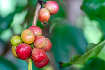 Closeup scene of bunch of coffee fruit on branch of a tree. The ripe coffee fruit have a distint sweet taste and are often juiced.Closeup scene of bunch of coffee fruit.