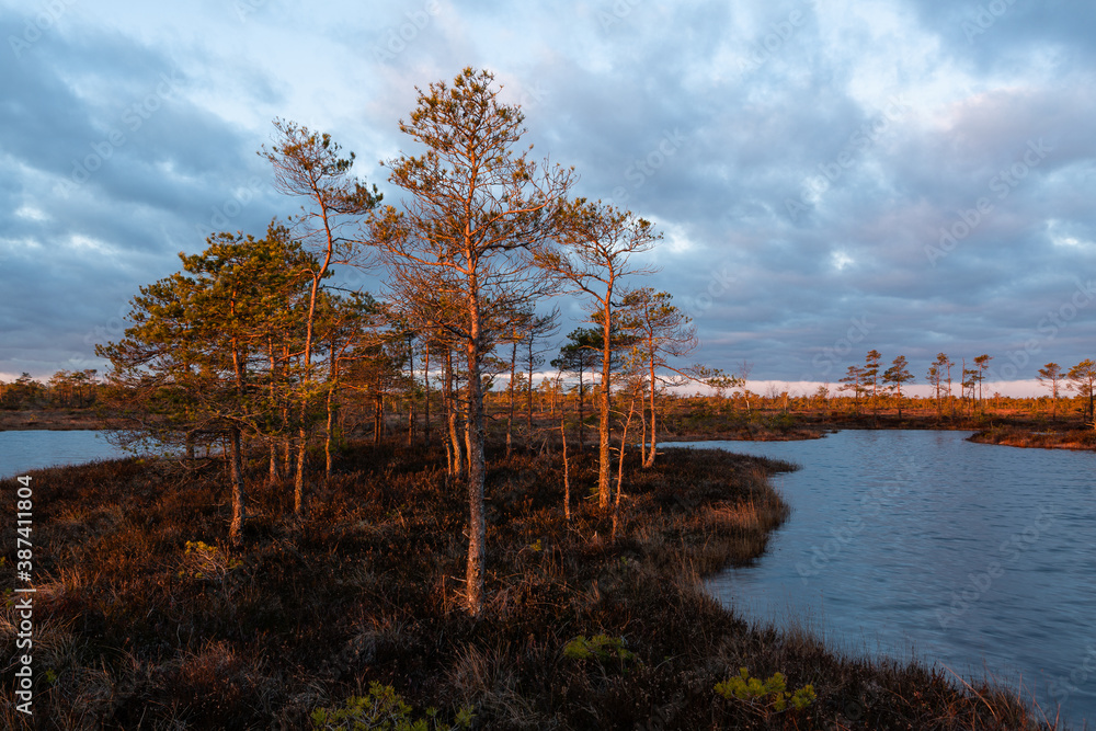 Wall mural swamp lake with islands in sunny day and sunrise