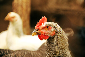 Chicken close-up. Chicken in the barn. Domestic bird. Coop. Agriculture
