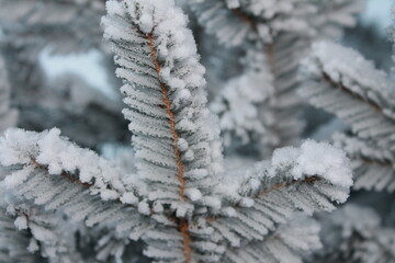 Winter walk in the snowy park