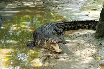 Dangerous crocodile on the lake close up