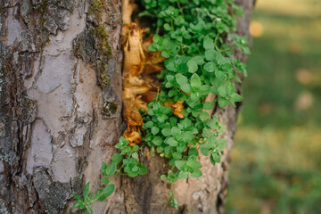 Green plants on a tree in a park in autumn
