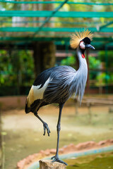 Beautiful bird, African grey crowned crane close up