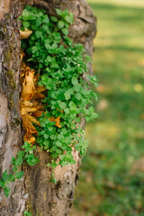 Green plants on the tree in the summer park
