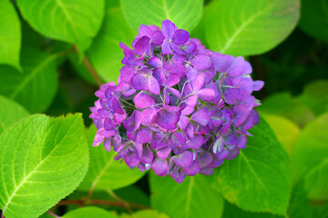 Fototapeta premium Blue heads of hydrangea flowers