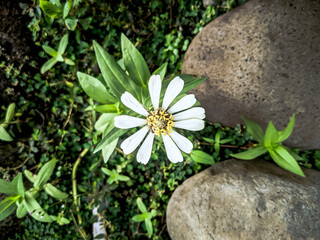 Zinnia anggun, or better known by the scientific name Zinnia elegans, in the garden