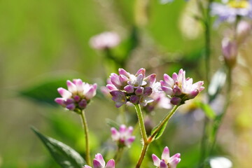 Obraz premium アキノウナギツカミ