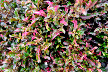 red and green leaves