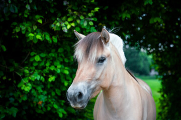 You have to love Fjord horses!