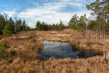 Swamp lake with islands in sunny day and sunrise