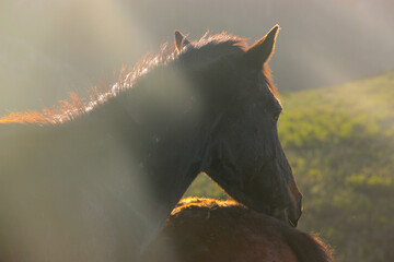 horses cuddling at sunset