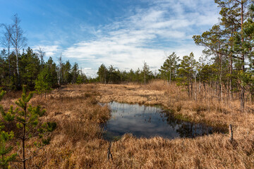 Swamp lake with islands in sunny day and sunrise