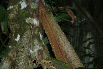 Wonders of the Amazon Rainforest in the Viceroyalty of Peru