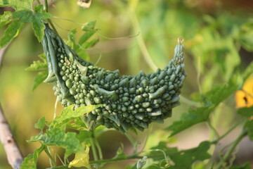 bitter gourd closup