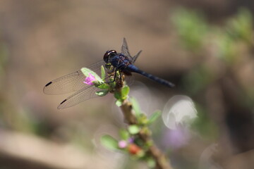dragonfly on a branch