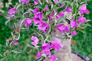 flowers in the garden