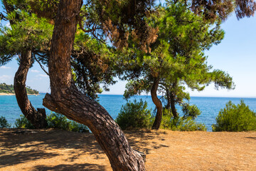 trees on the beach
